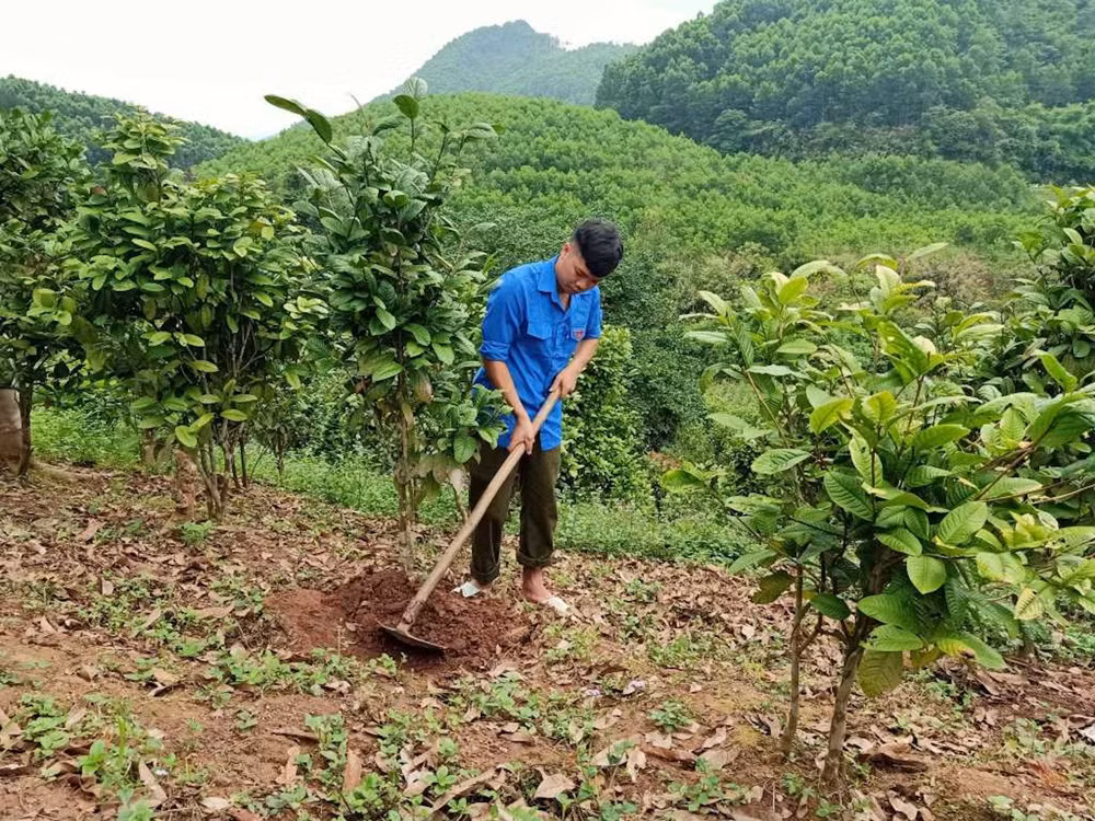 Nhiều mô hình trồng và phát triển cây dược liệu đem lại giá trị kinh tế cao đang được nhân rộng trên địa bàn huyện Ba Chẽ. Nhiều mô hình trồng và phát triển cây dược liệu đem lại giá trị kinh tế cao đang được nhân rộng trên địa bàn huyện Ba Chẽ.