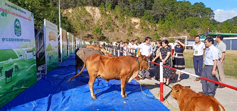 Từ sáng sớm, gia súc tham gia chợ phiên đã được người dân tập kết đúng nơi quy định.