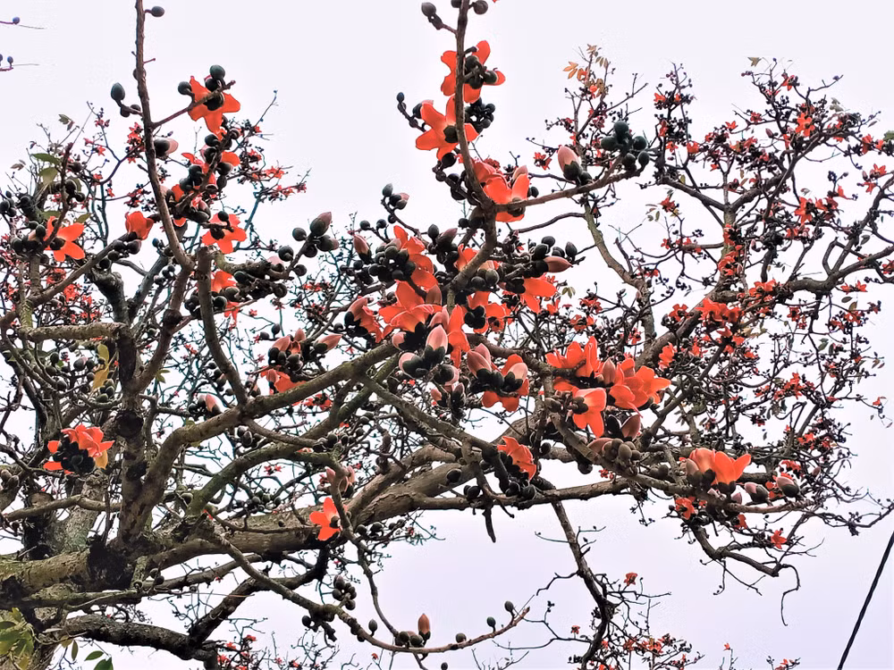 Hoa gạo nở rộ.