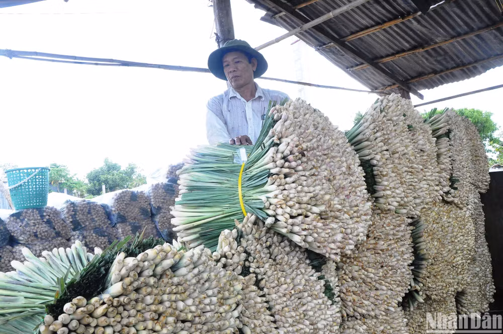 Cây sả đã giúp rất nhiều hộ dân ở huyện Tân Phú Đông thoát nghèo, vươn lên làm giàu.