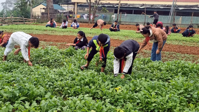 Hầu hết các trường bán trú đều có mô hình nuôi gà và trồng rau xanh, qua đó cải thiện bữa ăn và rèn luyện kỹ năng sống cho học sinh. Hầu hết các trường bán trú đều có mô hình nuôi gà và trồng rau xanh, qua đó cải thiện bữa ăn và rèn luyện kỹ năng sống cho học sinh.