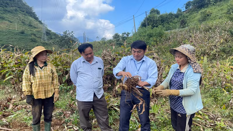 Chuyển về nơi ở mới cách đó 2km, những người dân bản Hồng Thu vẫn phát triển mô hình dong riềng trên diện tích đất sản xuất tại nơi ở cũ.