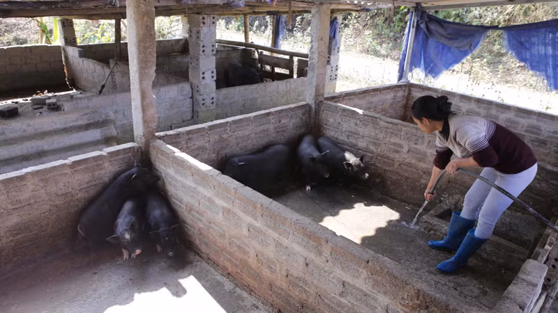 Các mô hình chăn nuôi trong dân phát triển ngày càng quy mô, bài bản hơn. Các mô hình chăn nuôi trong dân phát triển ngày càng quy mô, bài bản hơn.