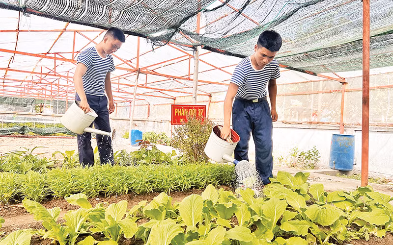 Chiến sĩ trên đảo Song Tử Tây chăm sóc vườn rau sau giờ huấn luyện.