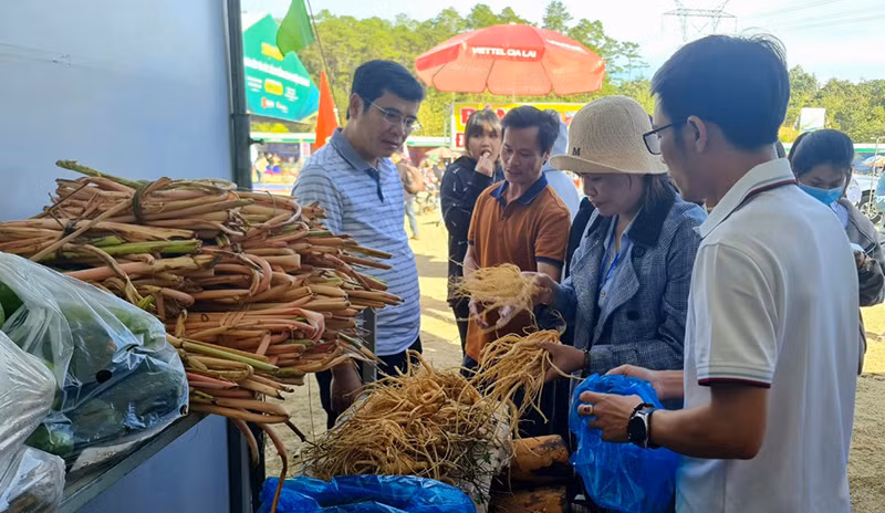 Du khách mua sắm Hồng đẳng sâm, dược liệu đặc sản của huyện Đăk Glei.