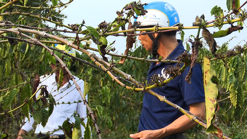 Nhiều diện tích cà-phê bị cháy lá, khô cành do biên độ nhiệt tăng cao thất thường Nhiều diện tích cà-phê bị cháy lá, khô cành do biên độ nhiệt tăng cao thất thường