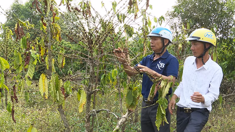 Người trồng cà-phê lo lắng một vụ mùa thất thu. Người trồng cà-phê lo lắng một vụ mùa thất thu.