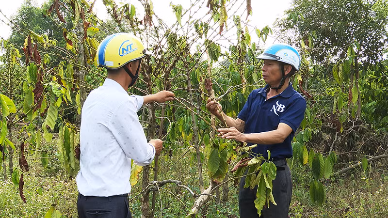 Ông Đoàn Văn Chương (áo xanh) bên diện tích cà-phê bị cháy lá, khô quả non Ông Đoàn Văn Chương (áo xanh) bên diện tích cà-phê bị cháy lá, khô quả non