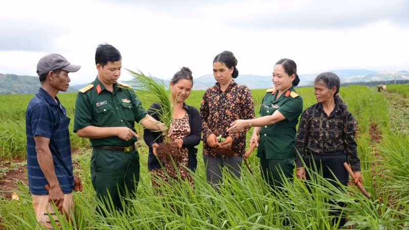 Cán bộ Binh đoàn 15 hướng dẫn người dân Đức Cơ (Gia Lai) trồng lúa xen canh. 