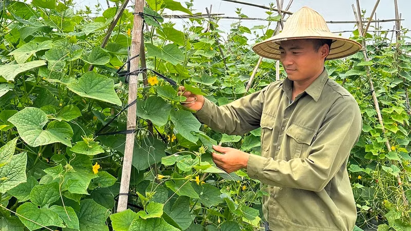 Mô hình canh tác sử dụng kết hợp phân bón hữu cơ và vô cơ tại xã Tân Dĩnh, huyện Lạng Giang (Bắc Giang). (Ảnh: ANH THƯ)