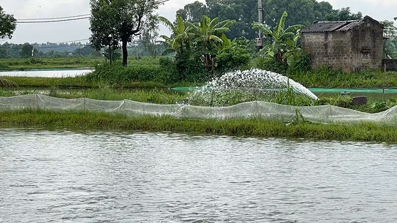 Nhiều khu vực nuôi trồng thủy sản bị ngập ở huyện Tứ Kỳ phải tổ chức tiêu úng.
