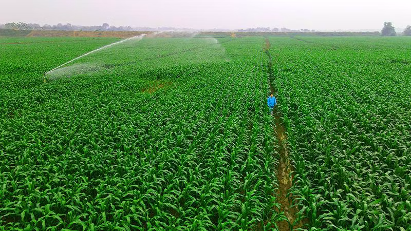 Năm 2021, Vinamilk đã có hơn 60ha đất trồng trọt bắp, cỏ làm thức ăn cho bò được canh tác theo phương pháp hữu cơ.
