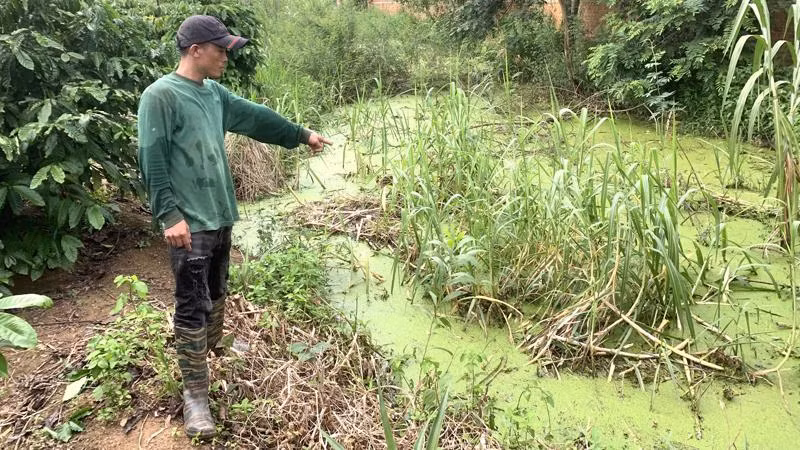 Dọc tường rào của trang trại, phía bên ngoài rẫy cà-phê của người dân nước thải từ trang trại chăn nuôi thấm ra tạo thành những hố nước bốc mùi hôi thối. Dọc tường rào của trang trại, phía bên ngoài rẫy cà-phê của người dân nước thải từ trang trại chăn nuôi thấm ra tạo thành những hố nước bốc mùi hôi thối.