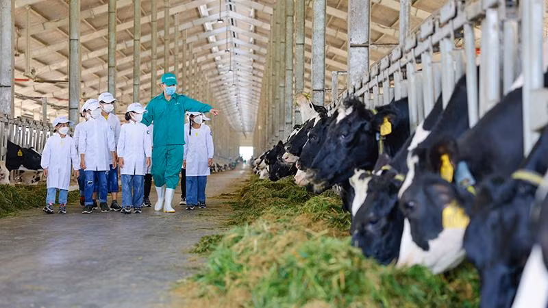 Các em thiếu nhi tại Trung tâm Bảo trợ xã hội Quảng Ngãi đến thăm trang trại Vinamilk Green Farm Quảng Ngãi, một hoạt động trong chương trình Quỹ sữa 2022.