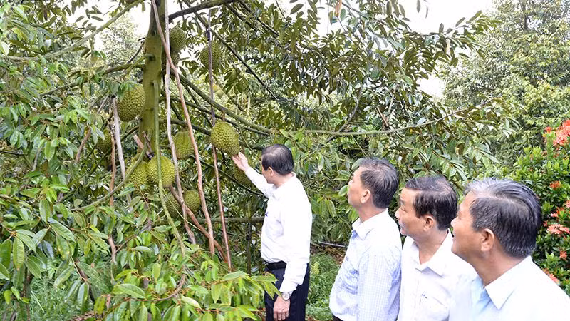 Lãnh đạo tỉnh Tiền Giang kiểm tra vườn sầu riêng đạt tiêu chuẩn xuất khẩu tại xã Ngũ Hiệp, huyện Cai Lậy, tỉnh Tiền Giang.
