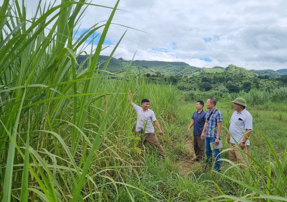 Lãnh đạo bản Giàn mô tả tại thời điểm tháng 8/2022 nước ngập dâng cao đến ngọn cỏ voi.