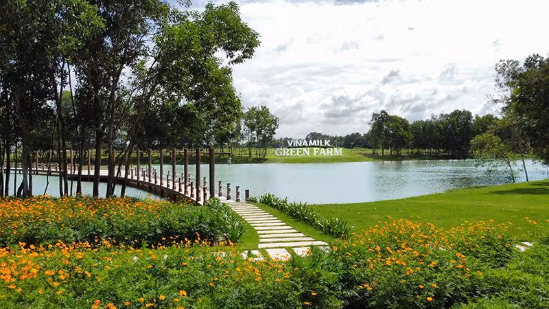 Vinamilk hiện có 3 trang trại sinh thái Vinamilk Green Farm tại Tây Ninh, Thanh Hóa, Quảng Ngãi với hơn 20.000 bò sữa.