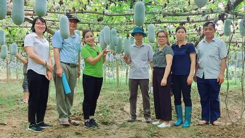 Các nhà khoa học kiểm tra mô hình phục tráng giống bí xanh thơm tại xã Yến Dương (Ba Bể). (Ảnh: HƯƠNG DỊU)