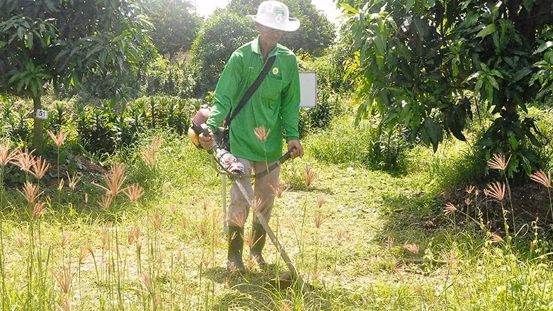 Người dân xã Long Định, huyện Châu Thành (Tiền Giang) dùng máy cắt cỏ trong vườn cây ăn trái. Người dân xã Long Định, huyện Châu Thành (Tiền Giang) dùng máy cắt cỏ trong vườn cây ăn trái.