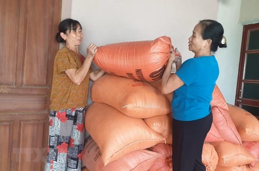 Người dân xã Thanh Lâm, huyện Thanh Chương (Nghệ An) di chuyển lúa đến nơi cao hơn. (Ảnh: Tá Chuyên/TTXVN)