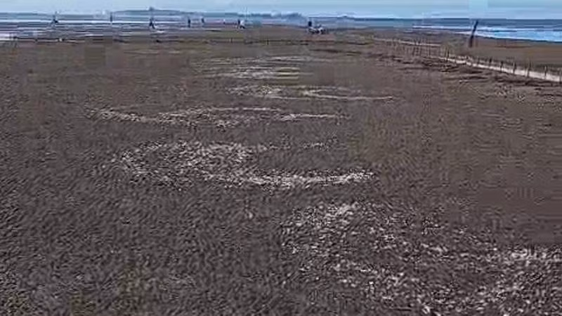 Bãi nuôi ngao của các hộ dân ở xã Thái Đô (huyện Thái Thụy, tỉnh Thái Bình), ngao bắt đầu ngoi lên nổi trắng, thiệt hại chưa thể tính toán được. (Ảnh người dân cung cấp)
