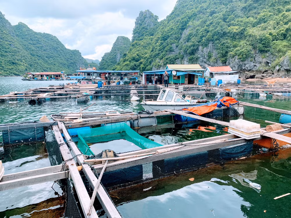 Các bè nuôi trồng thủy sản hiện đang xung đột với công tác bảo tồn, bảo vệ hệ sinh thái, môi trường tự nhiên, cảnh quan du lịch của danh thắng quốc gia quần đảo Cát Bà. Các bè nuôi trồng thủy sản hiện đang xung đột với công tác bảo tồn, bảo vệ hệ sinh thái, môi trường tự nhiên, cảnh quan du lịch của danh thắng quốc gia quần đảo Cát Bà.