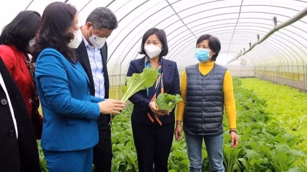 Khởi nghiệp từ 3 sào đất, đến nay trang trại hữu cơ của bà Cuối có tổng diện tích hơn 5,4ha gồm 80 nhà màng với phương châm “mùa nào thức ấy”. Khởi nghiệp từ 3 sào đất, đến nay trang trại hữu cơ của bà Cuối có tổng diện tích hơn 5,4ha gồm 80 nhà màng với phương châm “mùa nào thức ấy”.