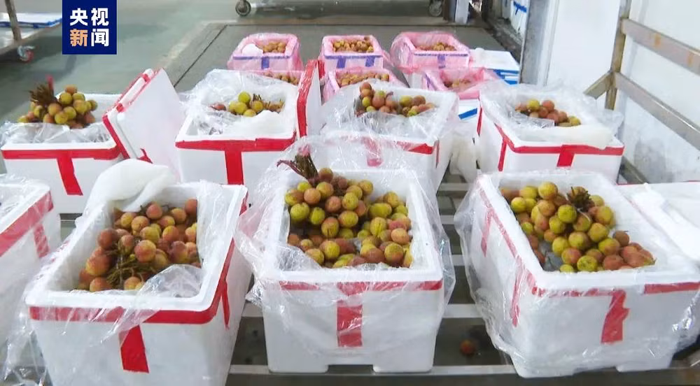 Vải thiều chín sớm của Việt Nam được tiêu thụ sang Trung Quốc. (Ảnh: CCTV)