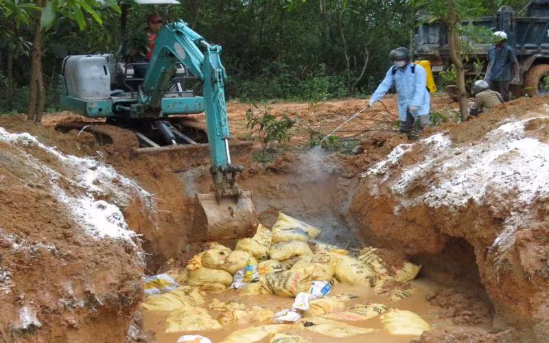 Tổ chức tiêu hủy gia cầm mắc bệnh.