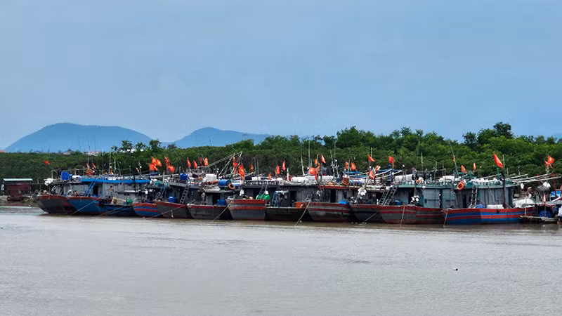 Các phương tiện nghề cá ở Thanh Hóa neo đậu sâu trong hạ lưu Lạch Trường. Các phương tiện nghề cá ở Thanh Hóa neo đậu sâu trong hạ lưu Lạch Trường.