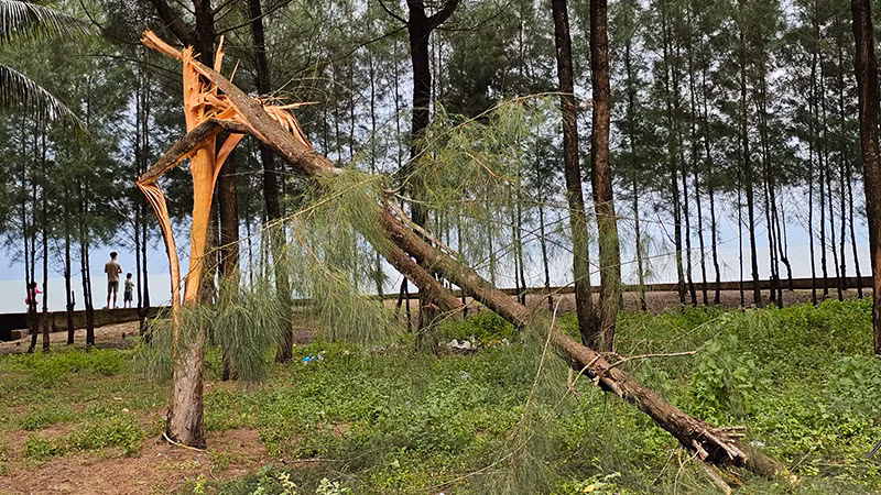 Phi lao ven biển bị gãy, đổ. Phi lao ven biển bị gãy, đổ.