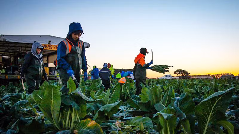 Người dân các đảo quốc Thái Bình Dương có thêm cơ hội việc làm tại Australia. (Ảnh ABC.NET.AU)