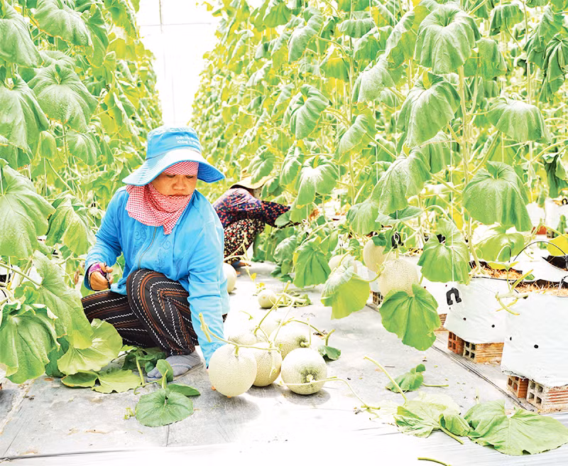 Thu hoạch dưa lưới tại huyện Củ Chi, Thành phố Hồ Chí Minh.