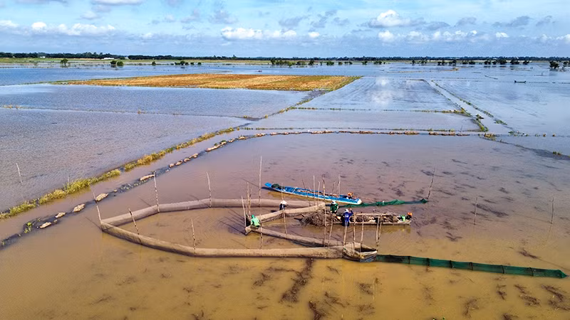 Cánh đồng biên giới Bình Hòa Hạ, xã Thường Lạc, huyện Hồng Ngự, tỉnh Đồng Tháp, nước chỉ mới tràn đồng.