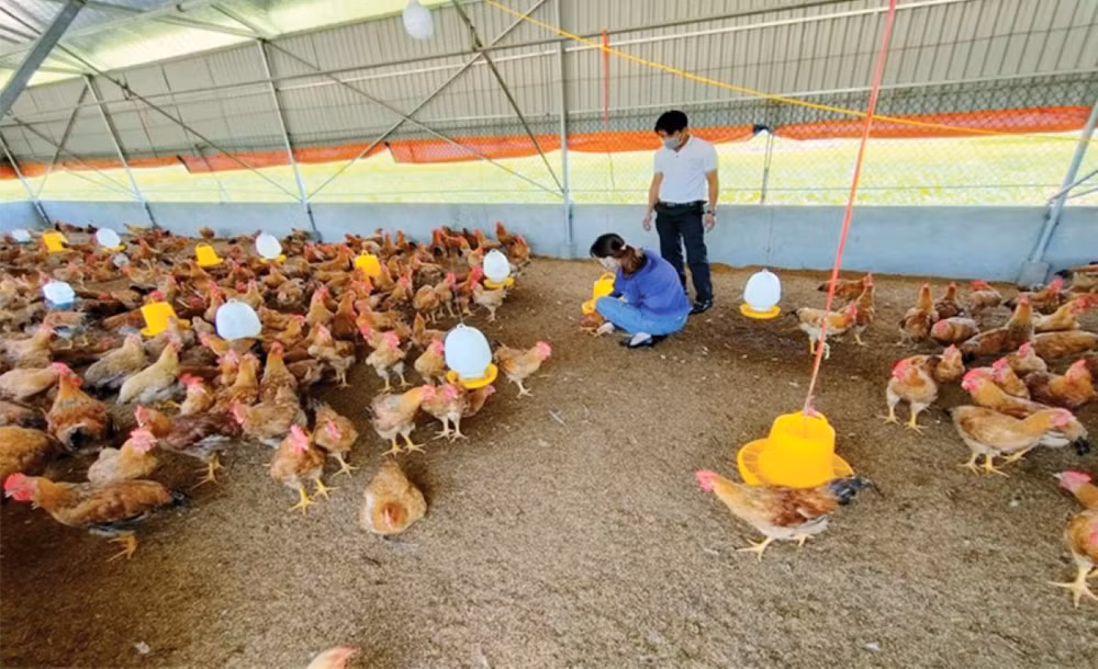 Đối với kinh tế tuần hoàn trong ngành chăn nuôi, việc bảo vệ, gìn giữ môi trường là hết sức cần thiết.