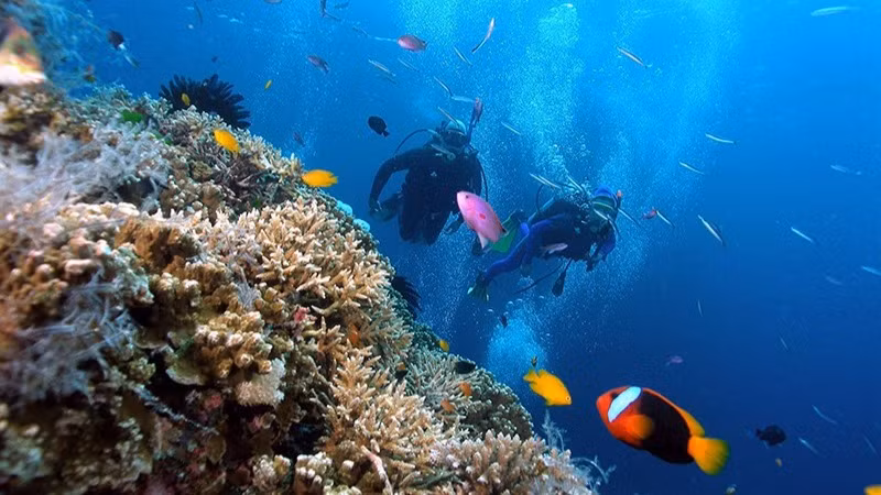 Lặn biển tại khu vực Hòn Mun, Nha Trang. (Ảnh: PHONG NGUYÊN)