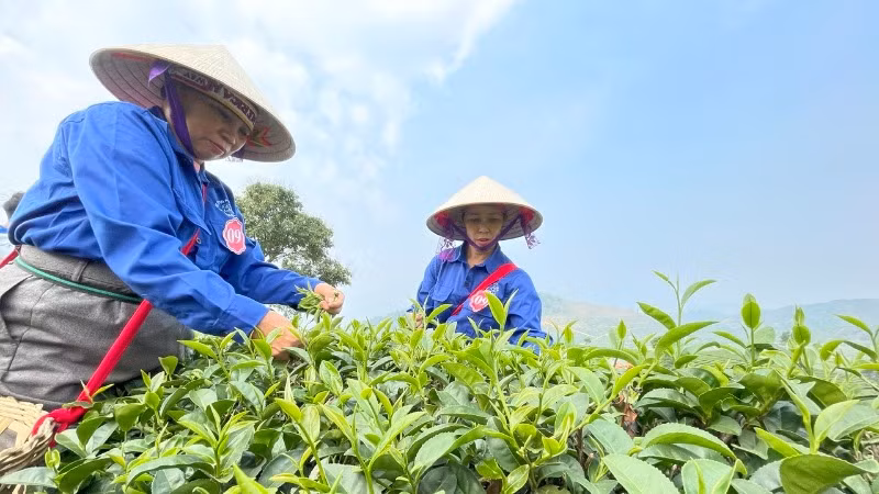 Bà con thi hái chè tại lễ hội trà Tân Uyên lần thứ nhất năm 2025. (Ảnh: Trần Tuấn)