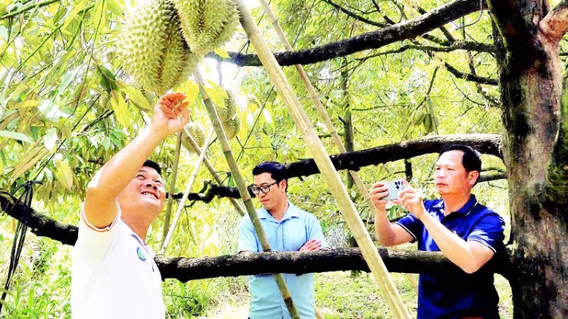 Nông dân Đặng Huy Bộ (bên trái) cùng những cây sầu riêng cho quả trái vụ của gia đình.