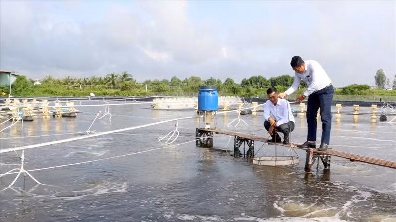 Thời tiết nắng nóng bất lợi khiến người nuôi tôm bị thiệt hại.