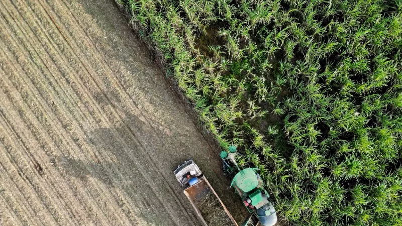 Vùng nguyên liệu công nghệ cao bền vững của TTC AgriS tại Tây Ninh, ghi nhận sản lượng đạt mục tiêu, tiến tới “thắng lợi kép” cùng nông dân được mùa được giá.