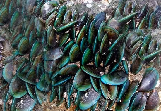 Vẹm xanh trở thành đặc sản ở các nhà hàng. Vẹm xanh trở thành đặc sản ở các nhà hàng.