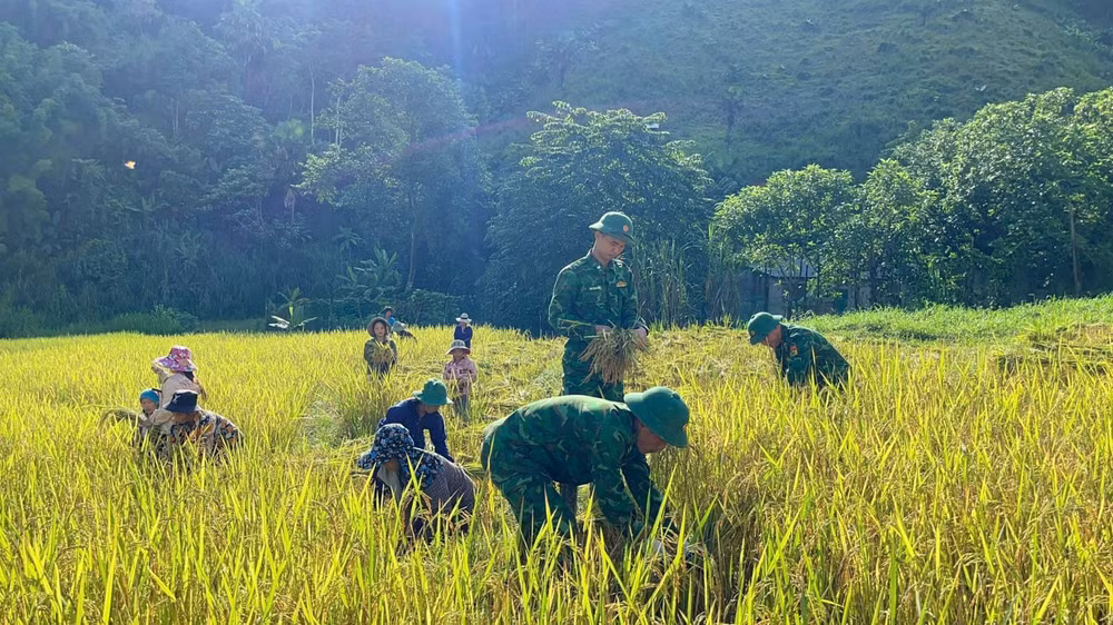 Không chỉ cầm tay chỉ việc trồng lúa nước, Bộ đội Biên phòng còn giúp đồng bào thu hoạch gọn lúa hè thu chạy lụt.
