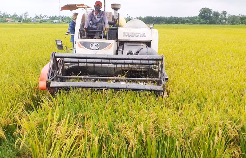 Ruộng lúa bát ngát cho năng suất cao.
