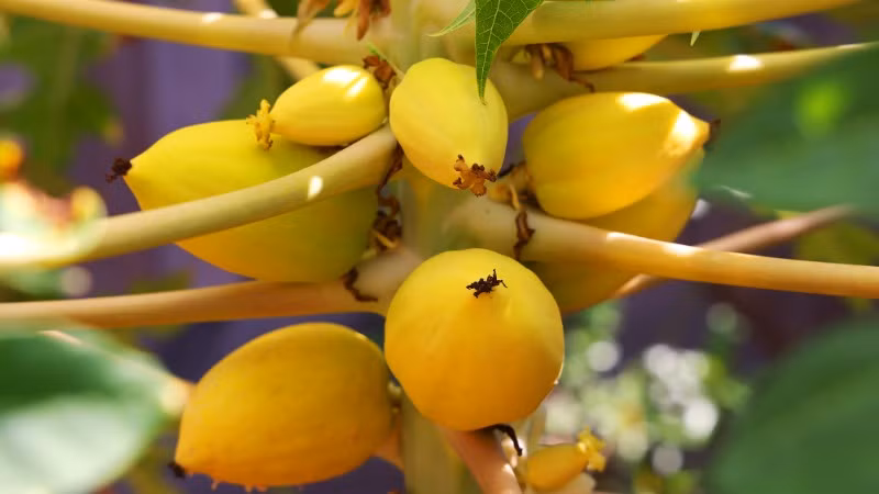 Giống đu đủ vàng được sư thầy chăm sóc rất kỹ lưỡng. Giống đu đủ vàng được sư thầy chăm sóc rất kỹ lưỡng.
