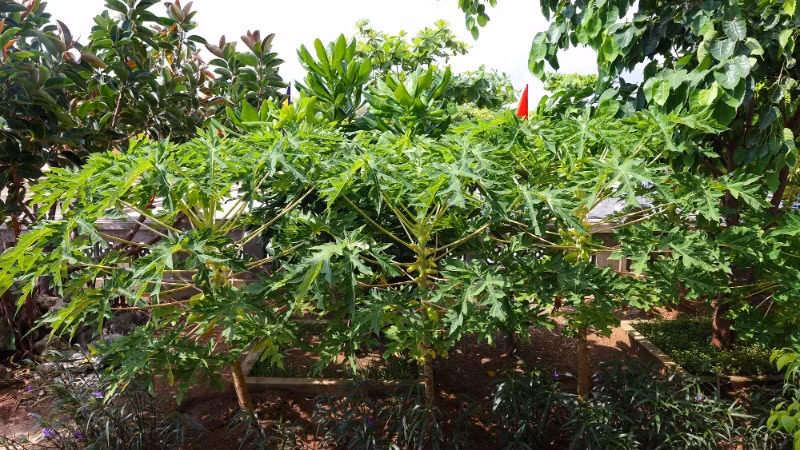 Khu vườn xanh như ở đất liền. Khu vườn xanh như ở đất liền.