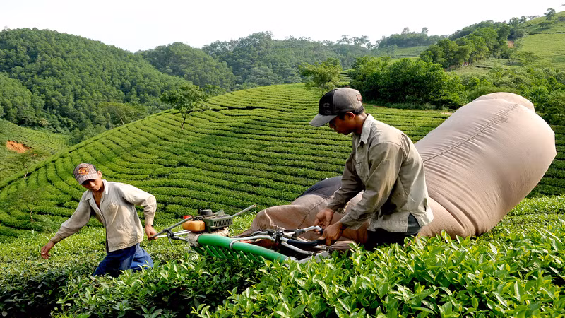 Chè Việt Nam còn nhiều cơ hội đẩy mạnh xuất khẩu. 