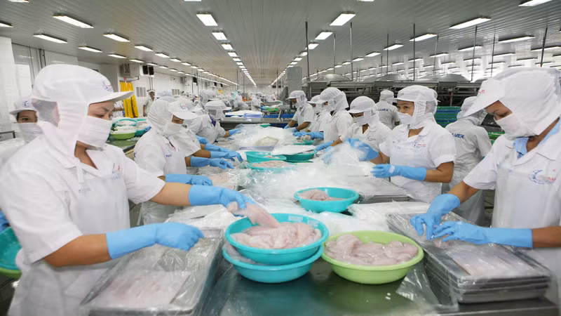Mỹ hiện là nhà nhập khẩu cá tra hàng đầu của Việt Nam. 