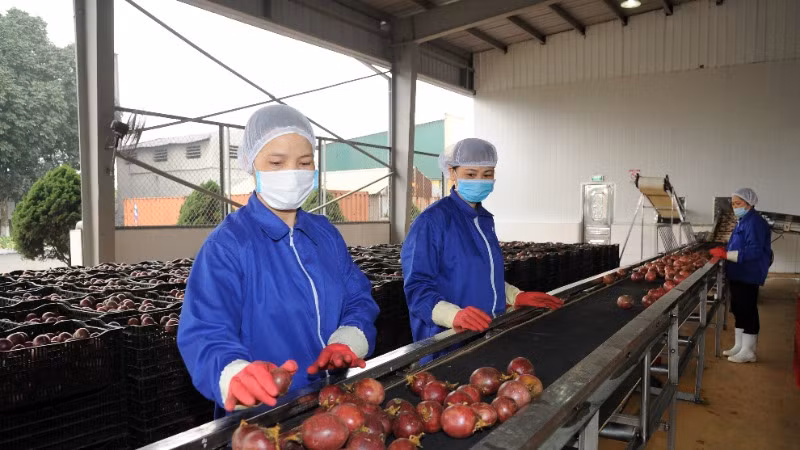 Dự kiến năm nay trái chanh dây của Việt Nam sẽ chính thức được cấp phép xuất khẩu sang thị trường Mỹ.