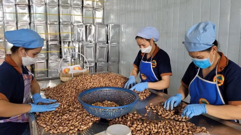 Nhu cầu tiêu thụ hạt điều trên thế giới dự báo tăng mạnh trong năm 2025.