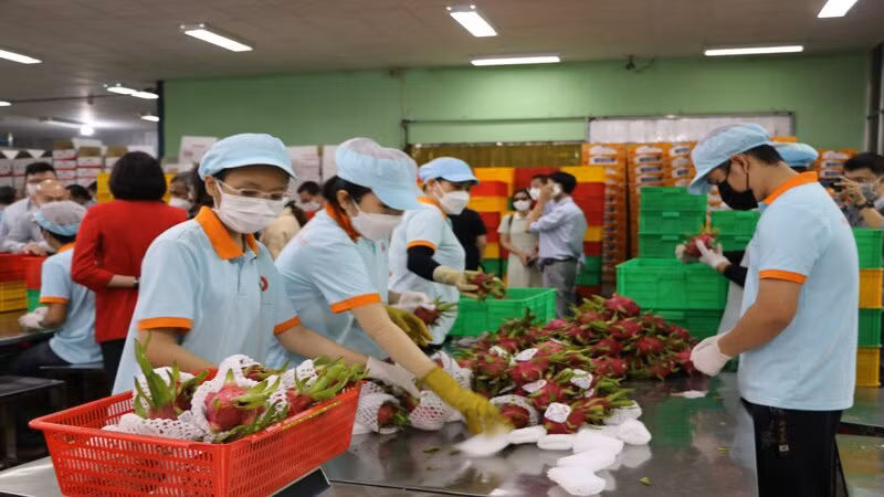 Rau quả Việt Nam có nhiều triển vọng xuất khẩu vào thị trường Đức. 